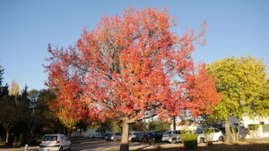 Liquidambar en automne - 2023